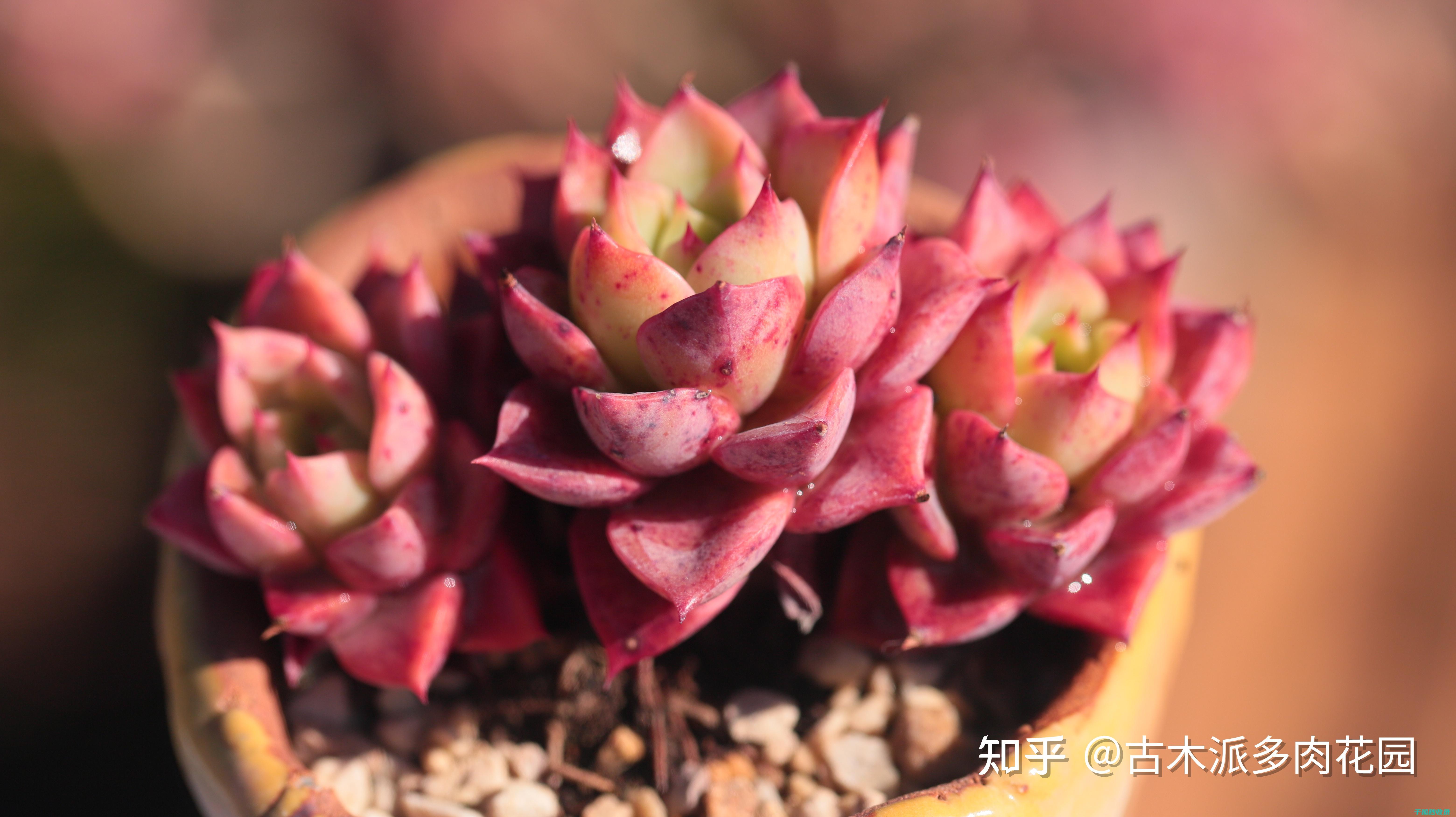 多肉植物养护心得：保持叶片饱满的秘诀 (多肉植物养护方法)