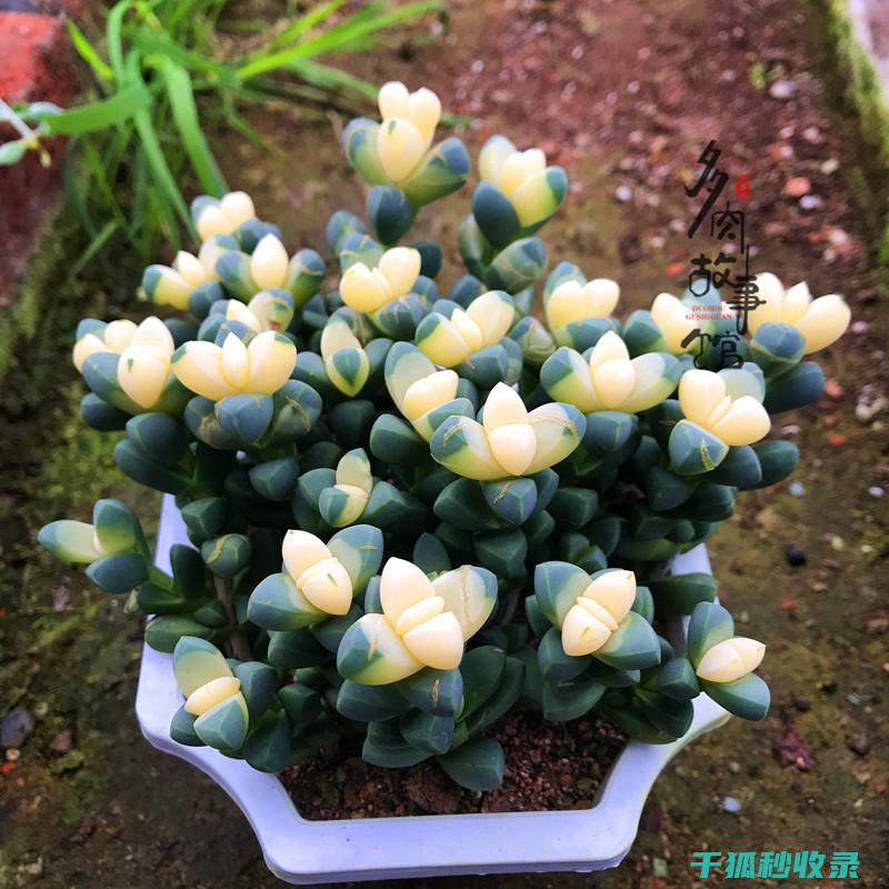 多肉植物养护经验分享