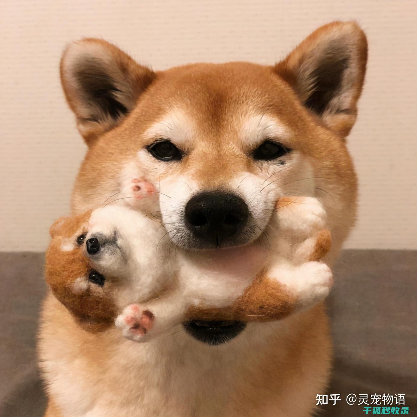 狗狗训练口令：如何让训练变得更有趣味性 (狗狗训练口令的方法)