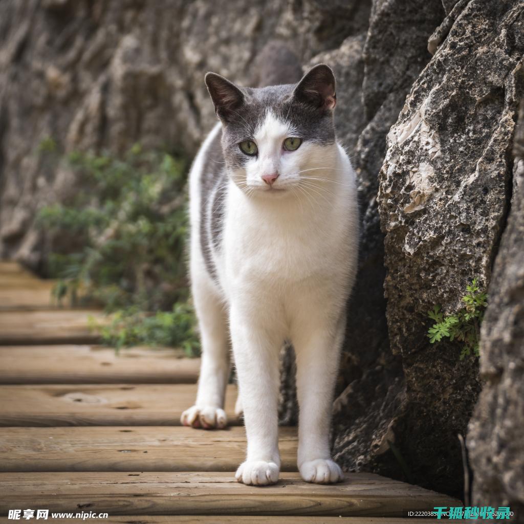 猫咪应激反应：如何通过适当的运动释放紧张情绪 (猫咪应激反应怎么缓解)