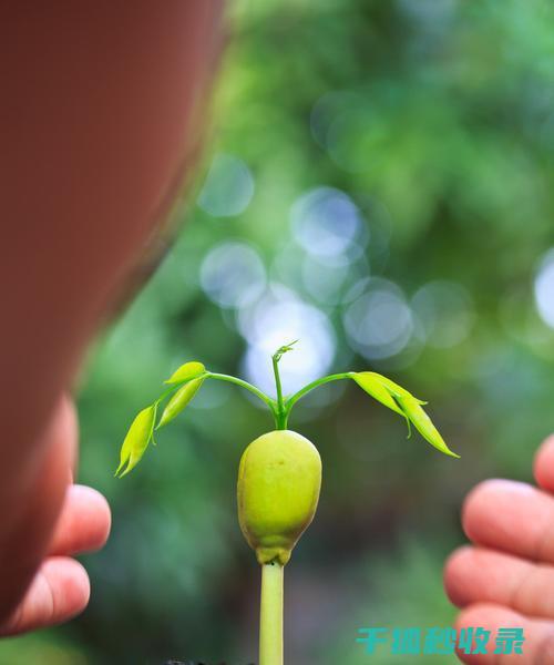 植物如何成为精灵