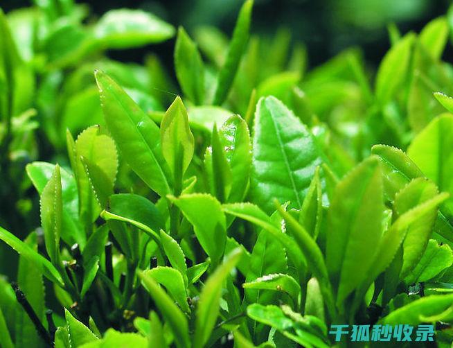 饲料和土壤改良剂的新选择